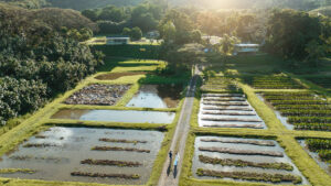 drone image of taro fields oahu
